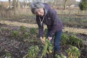 Plantaardig