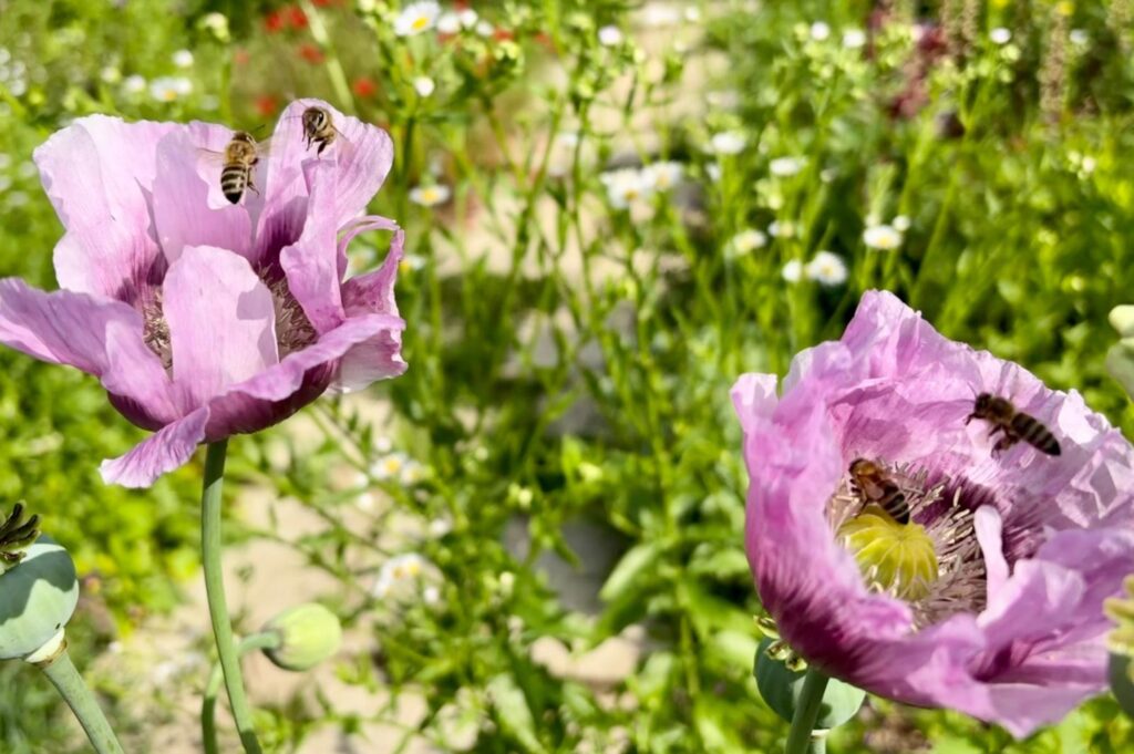Bloemen uit de Stadstuinderij Venlo