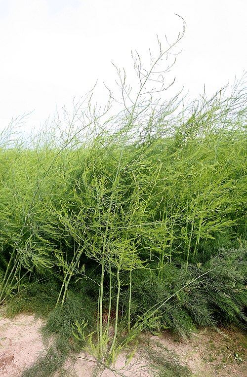 Asperge – Asparagus officinalis