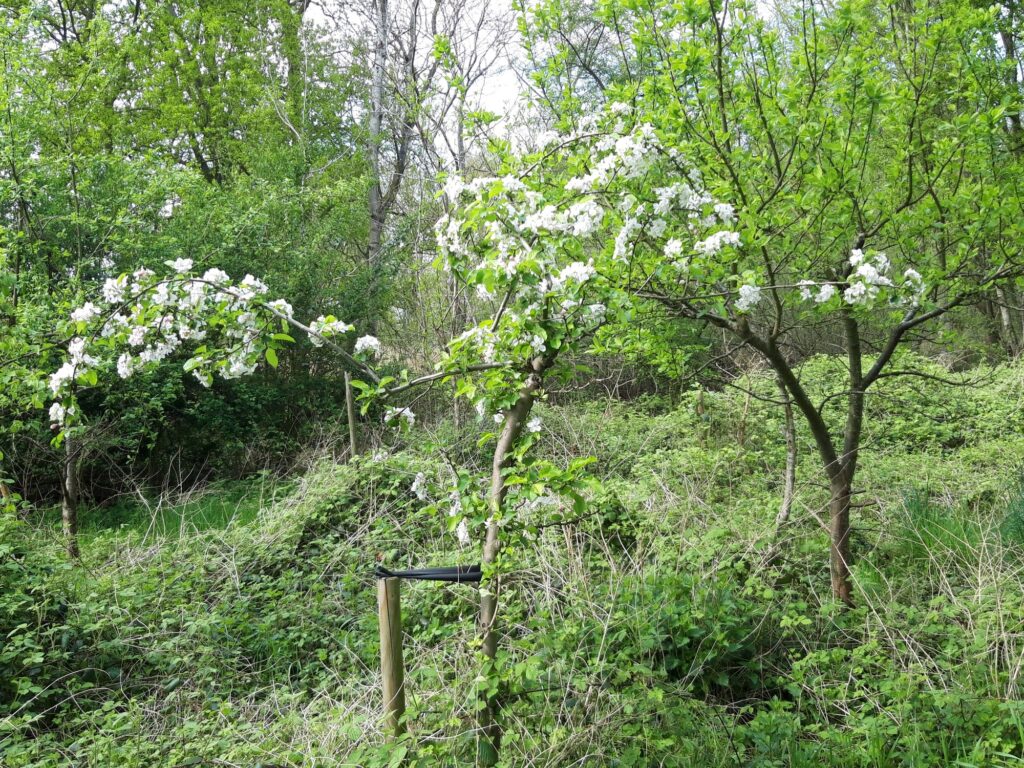 Een bloeiende fruitboom in voedselbos Gelôk en Plôk