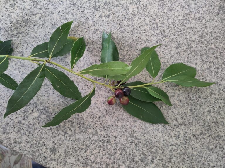 Laurier – Laurus nobilis