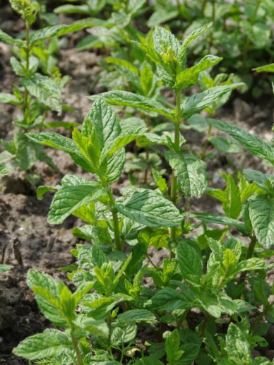 Aarmunt – Mentha spicata
