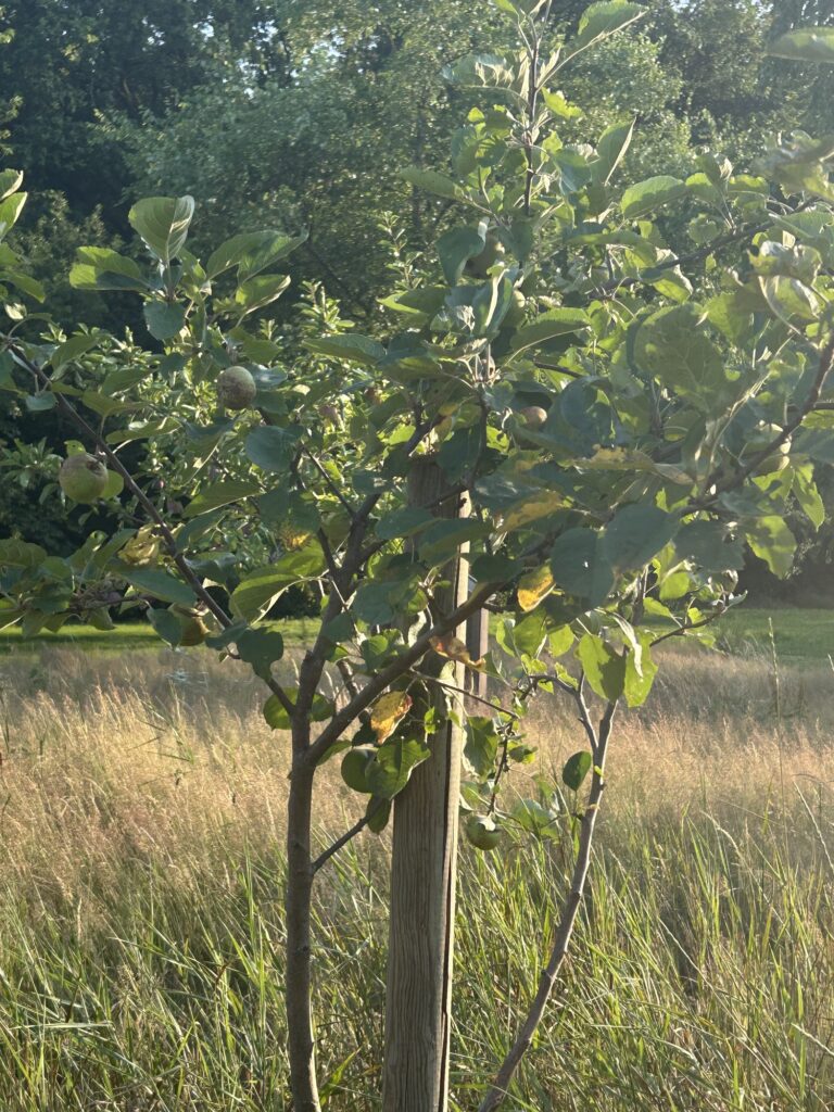 Een jonge fruitboom in Voedselbos Paardenplak op de Hei in Tegelen