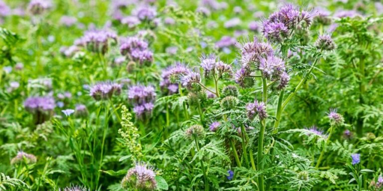 Zomerklussen in de voedseltuin: Koester bloemen!