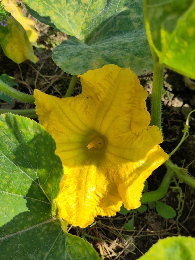 Pompoen – Cucurbita pepo subsp. Pepo