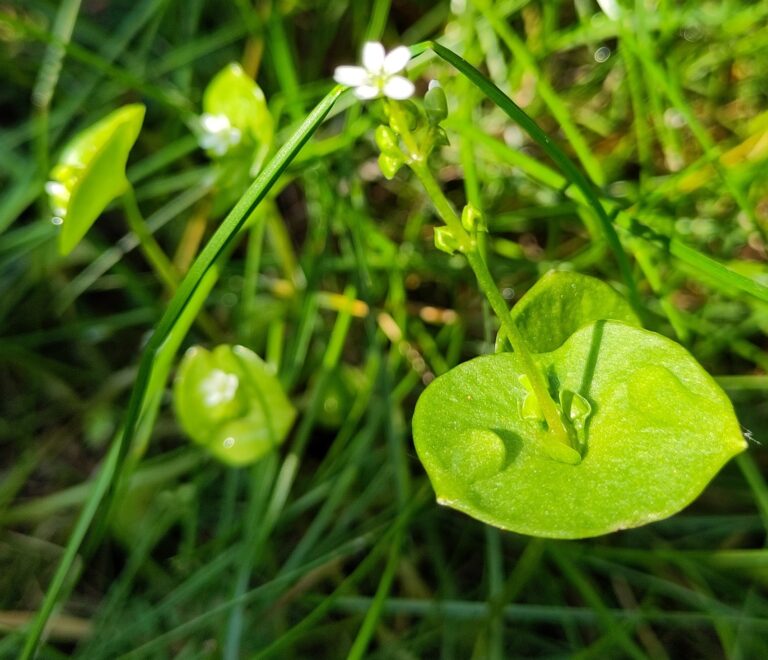 Winterpostelein – Claytonia perfoliata
