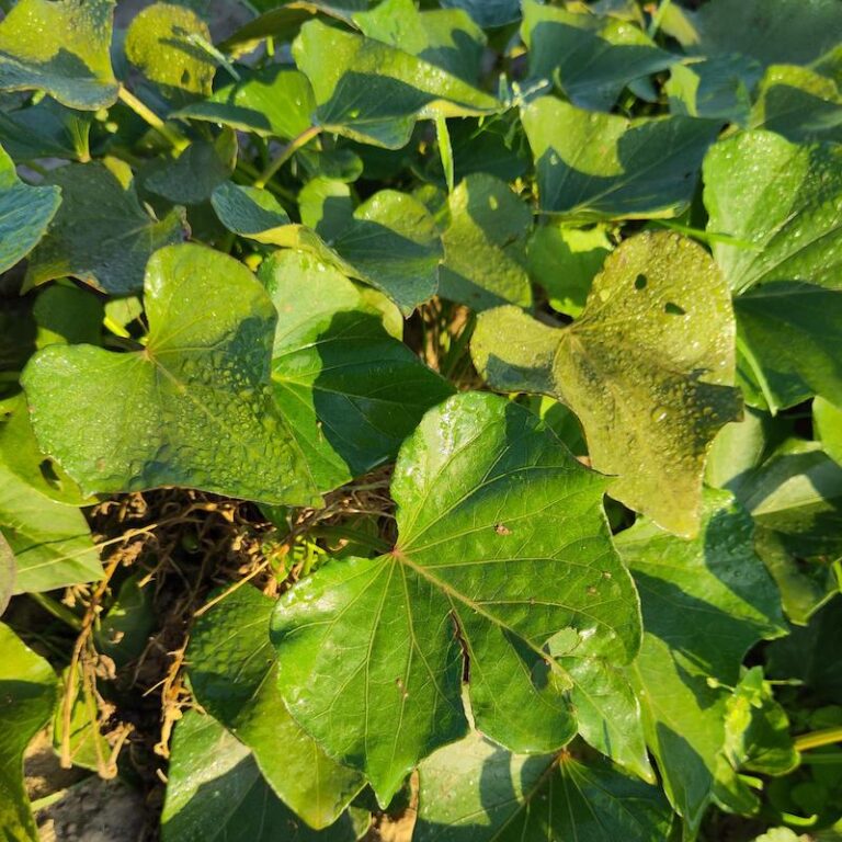 Zoete aardappel – Ipomoea batatas